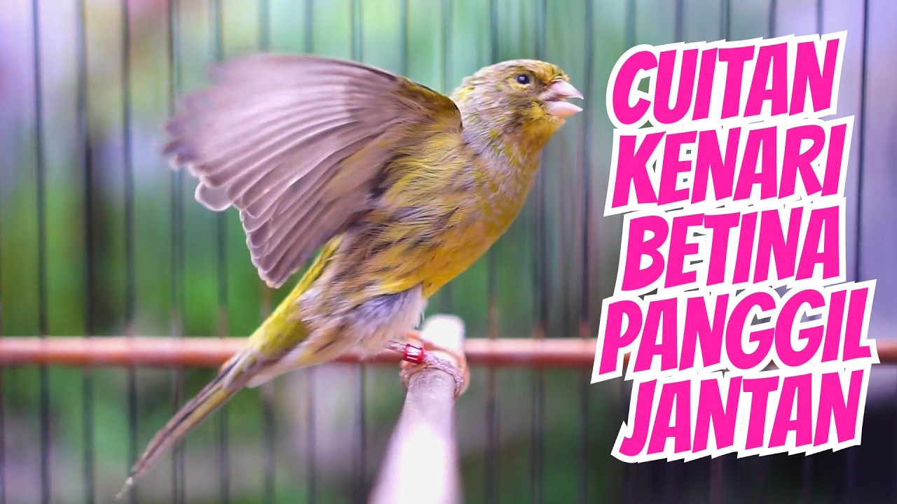 CUITAN KENARI BETINA!! PANCINGAN KENARI BETINA MEMANGGIL JANTAN BIAR GACOR DOR