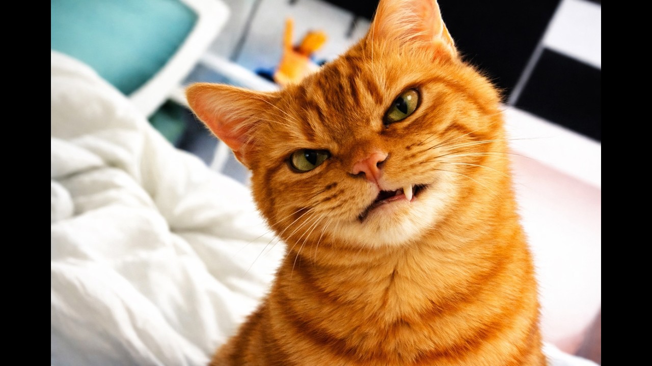 #Angry Cat Ready to Fight#catlife #catsounds #catvoice