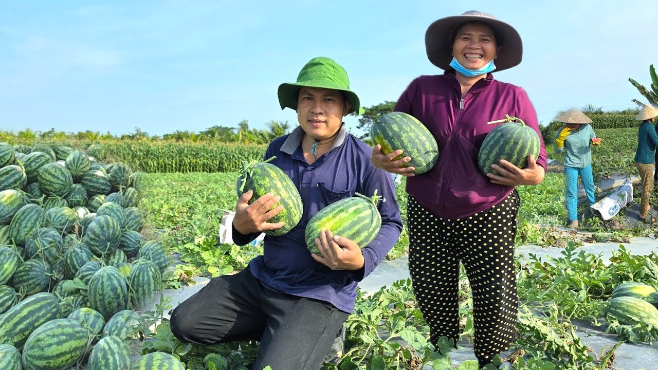 Thu Hoạch Giống Dưa Hấu Siêu To Khủng Lồ Ở Miền Tây,Tay Xách Nách Mang Khi Về/NHMT