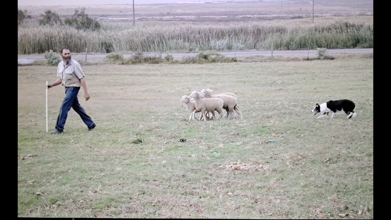 One Man and his Dog