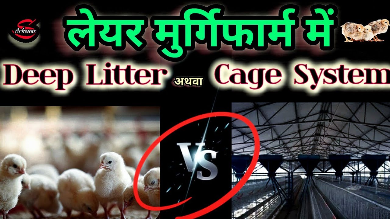 Deep Litter System Vs Cage System | Murgi Farm | पोल्ट्रीफार्मिग के लिए क्या है बेहतर |