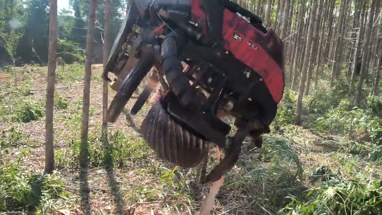 Colheita Florestal. Eito normal, detalhes da operação. Komatsu PC200F + 370E