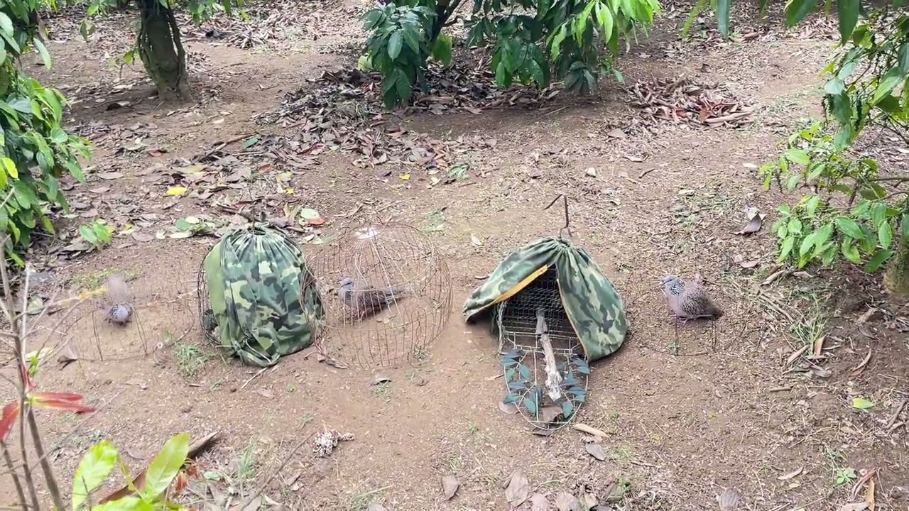 Những con cu gáy mồi gạo cội chủ lực nhà Phúc. Mời anh em đón xem