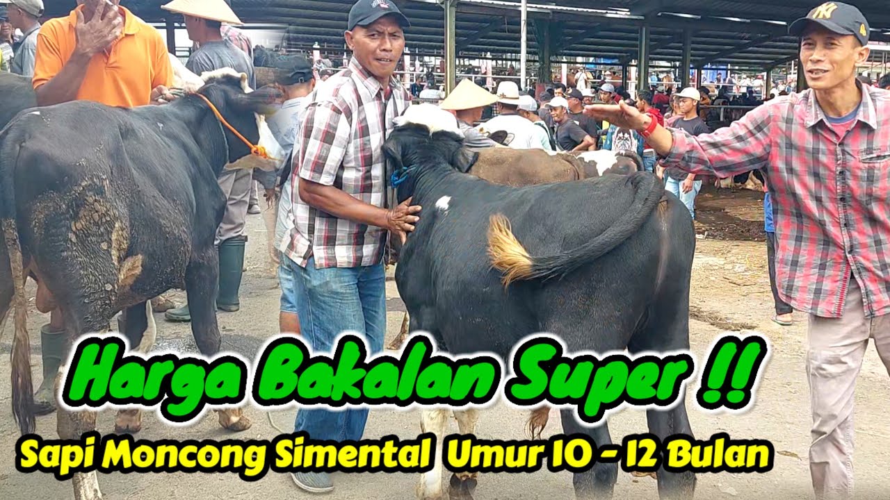Harga Sapi Bakalan ‼️Moncong Simental Umur 10 Bulanan Pasar Sapi Jelok Boyolali