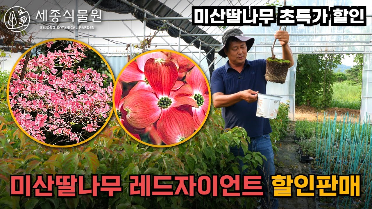 (품절)신품종 꽃산딸나무 레드자이언트 할인판매 지금 기회를 놓치지 마세요! #미산딸나무 #정원 #조경