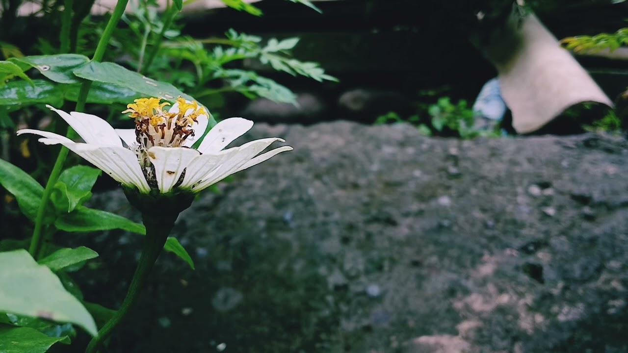 White Zinnia Flower Gently Moving in the Wind | Silent Nature Loop (30 Minutes)