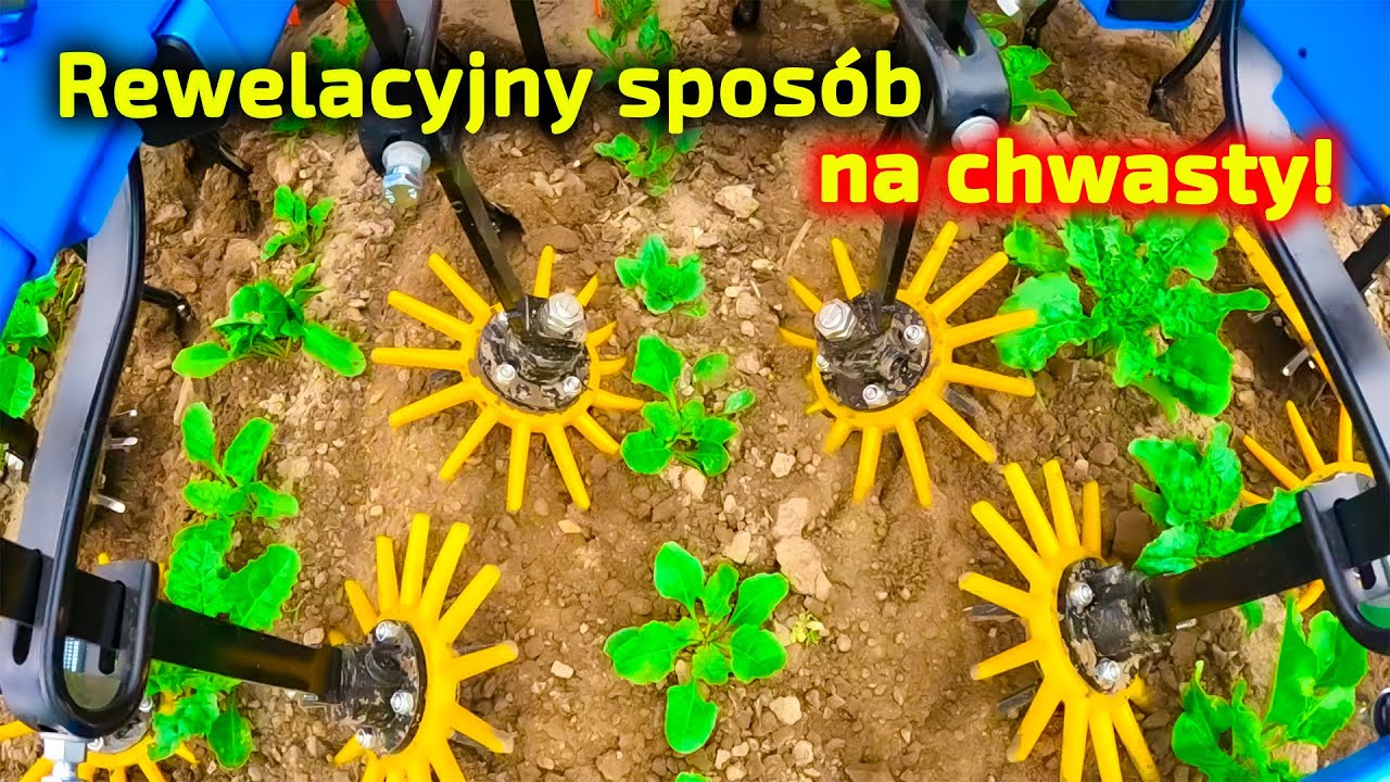 Поляки не хотят химикатов в своей пище 👉 Фермер использует машину для борьбы с сорняками