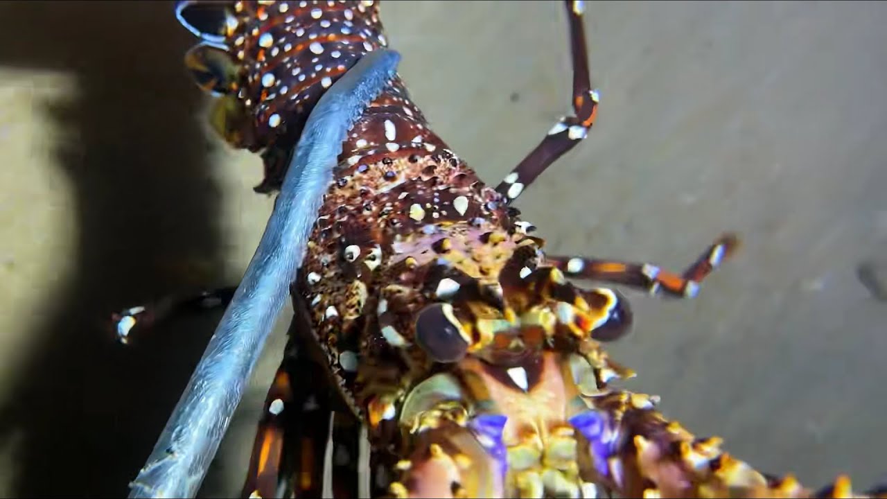 Diving under the sea to catch eels, crabs and sea cucumbers | Part 74-1