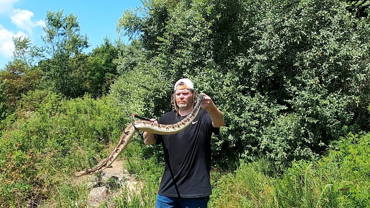 Finding and catching a large Timber Rattlesnake in southeast Kentucky
