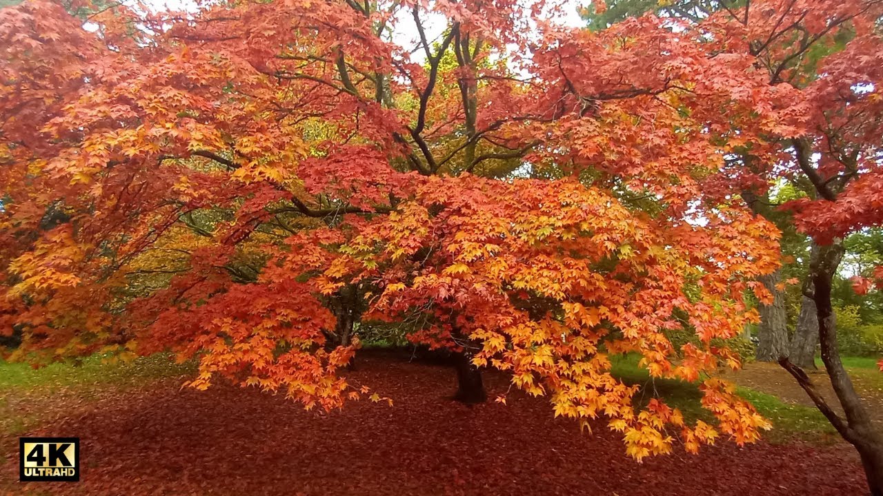4K SPECTACULAR AUTUMN COLOURS in the COTSWOLDS | Westonbirt Arboretum – NATURE'S FIREWORK DISPLAY!