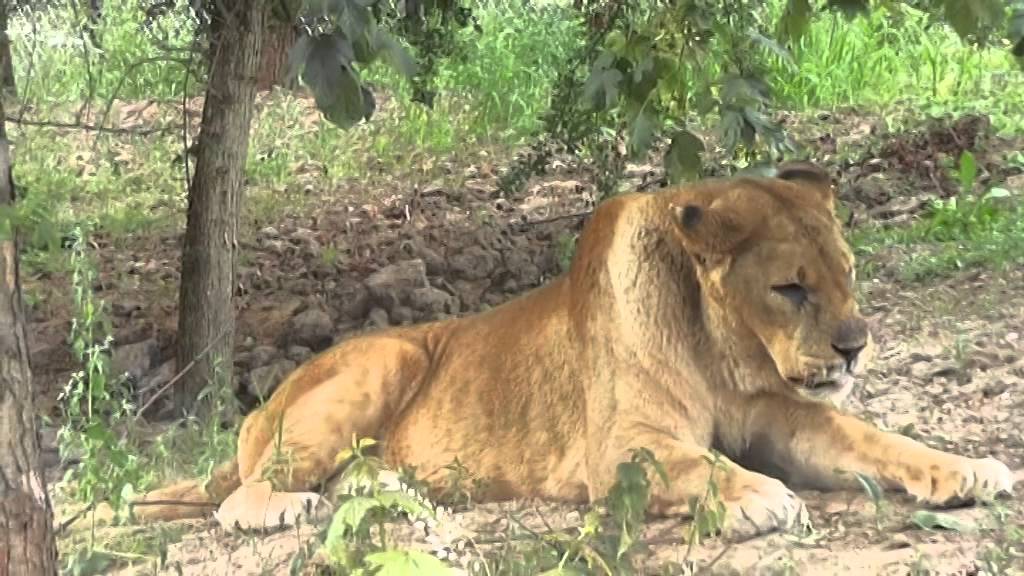 Lví safari v ZOO Dvůr Králové