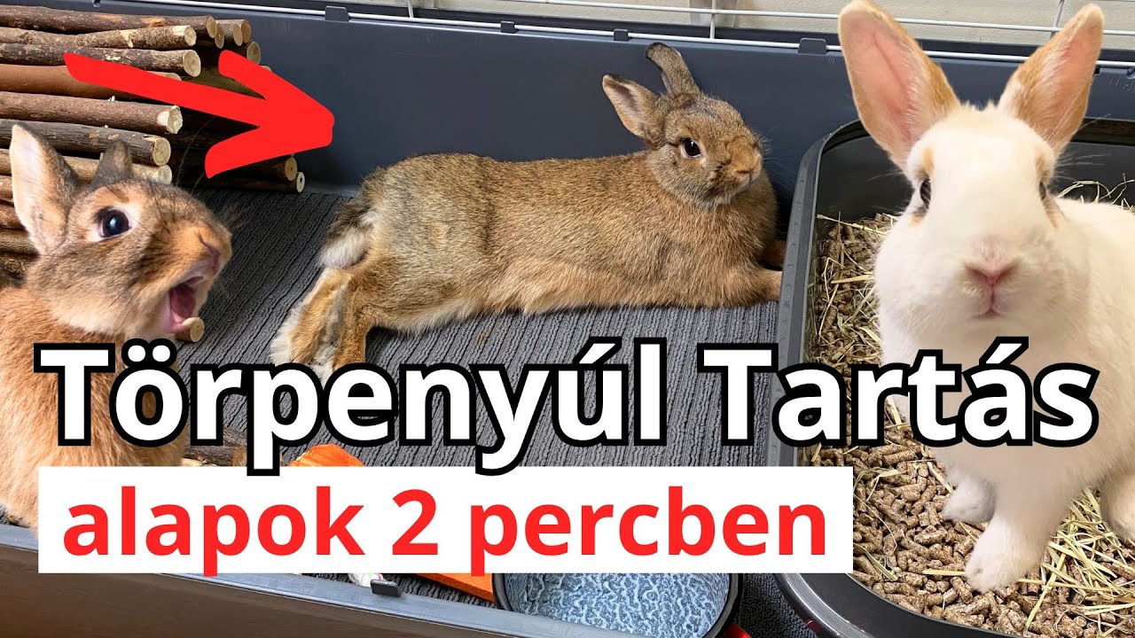 Törpenyúl Tartás ALAPOK - 2 percben! - A NYULAS SRÁC