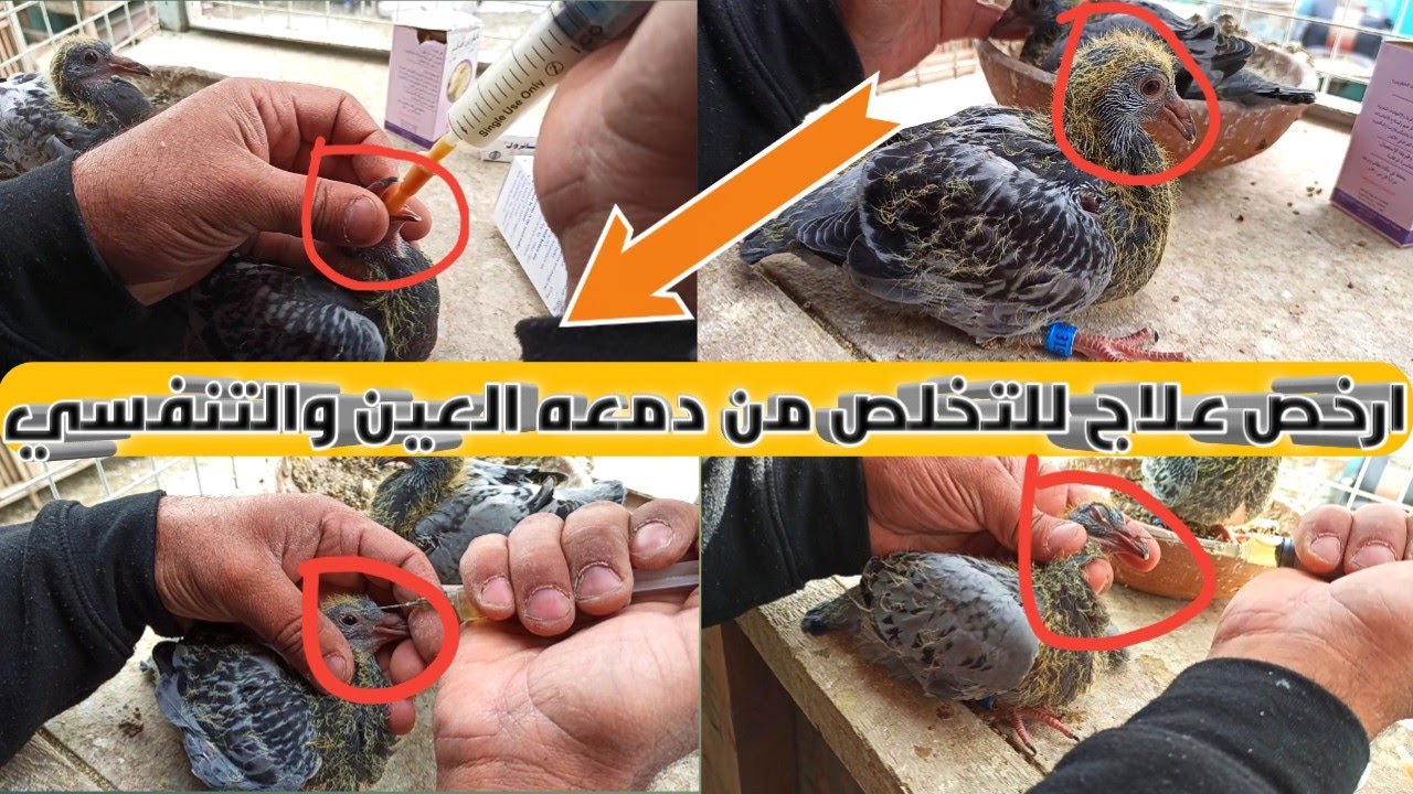 يوم تطهير الزغاليل الزاجل وعلاجها من دمعه العين والتنفسي (عن تجربه)