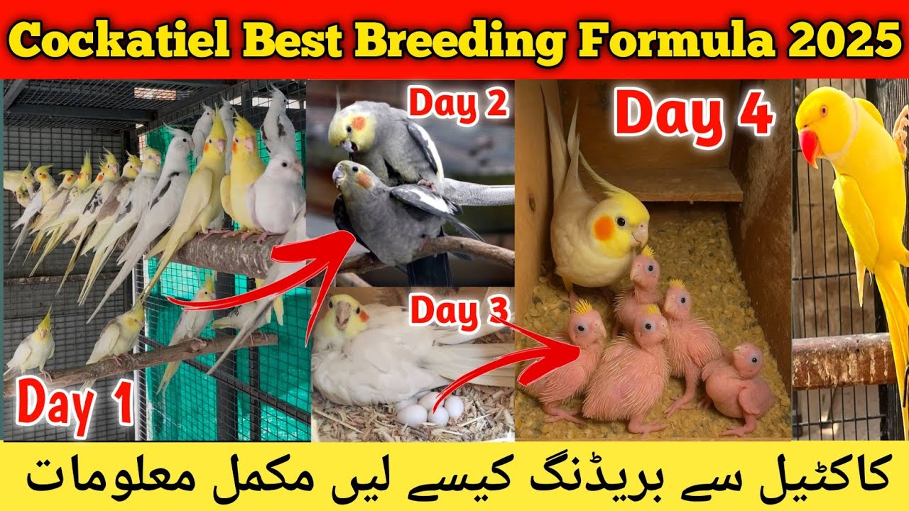 Cockatiel Best Breeding Formula l Best Breeding Tips For Cockatiel l How To Breed Cockatiel l Birds
