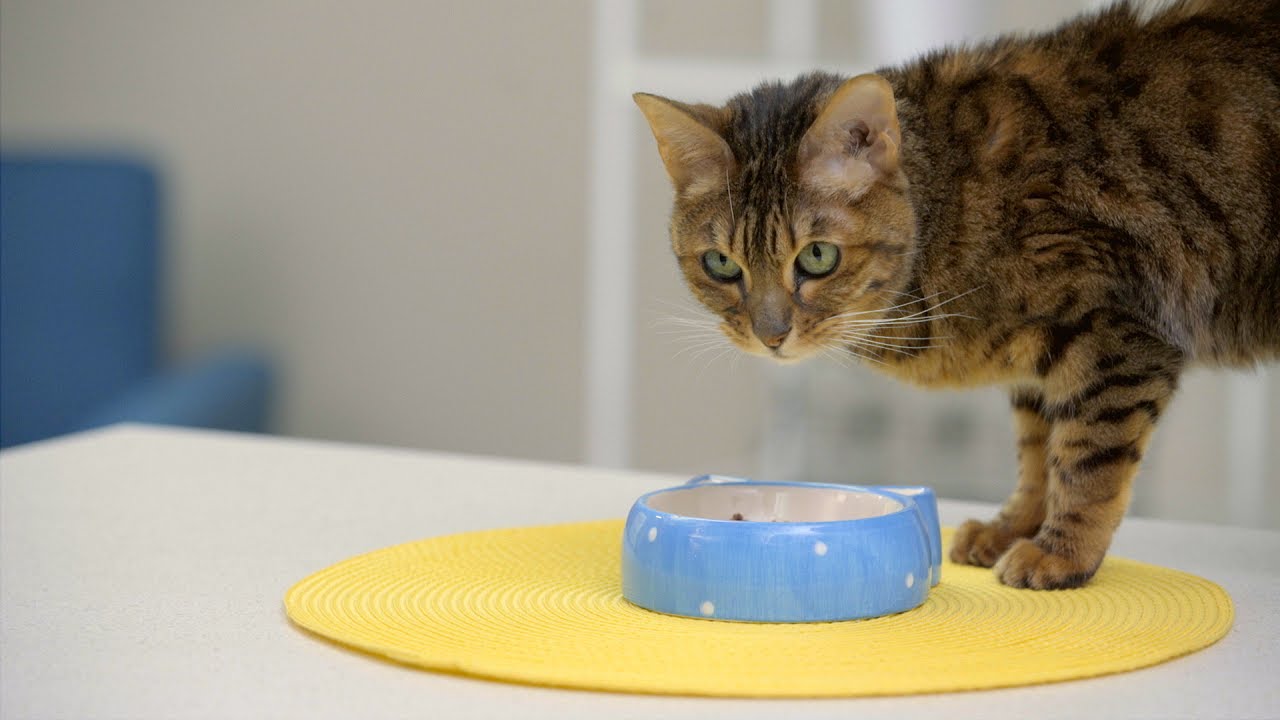 Vetoquinol Lysine Cat Supplements