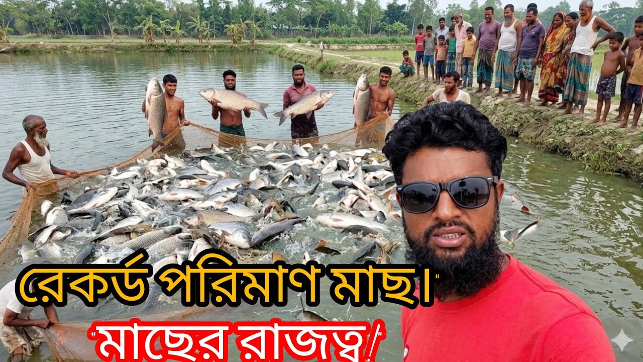 ঘেরে জাল টান দিয়ে অনেক ছোট মাছ ধরলাম বিক্রি