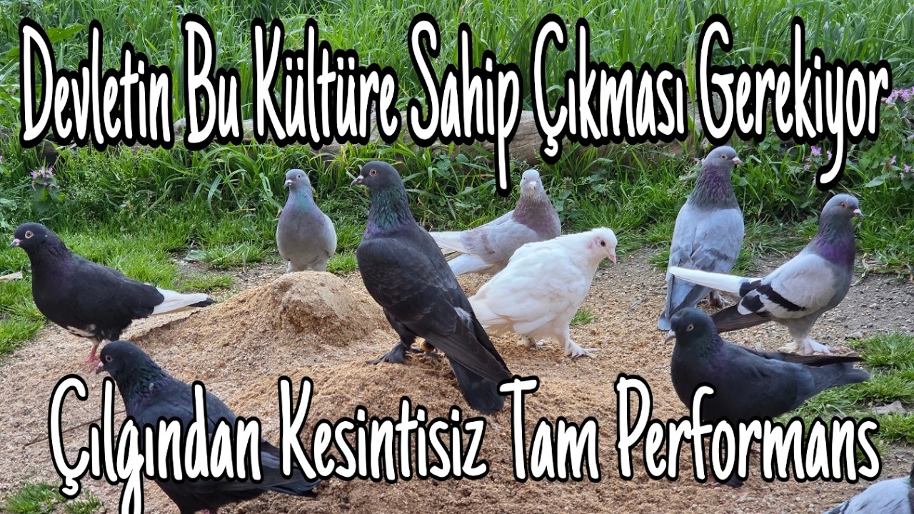 Devletin Bu Kültüre Sahip Çıkması Gerekiyor. Çılgından Tam Performans Takla Show