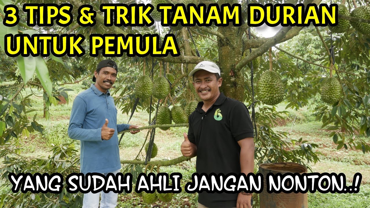CARA MUDAH MENANAM DURIAN AGAR CEPAT BERBUAH UNTUK PEMULA | Bersama @Agus Widodo