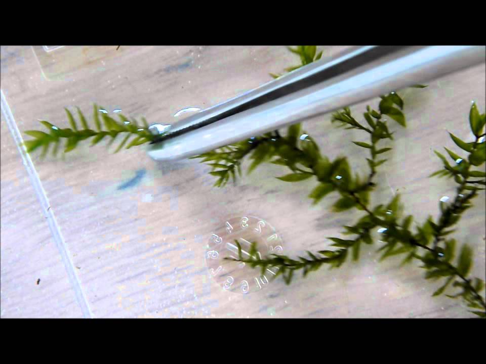 Aquarium Plant discussion about Willow Moss (Fontinalis Antipyretica)