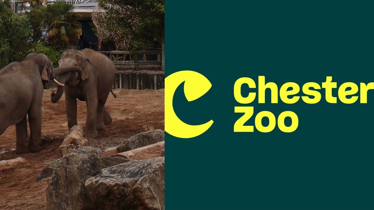 Chester Zoo January 2026