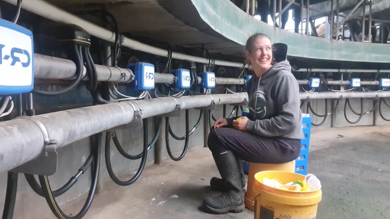 Inside the Heart of A New Zealand Dairy Farm | Herd Testing