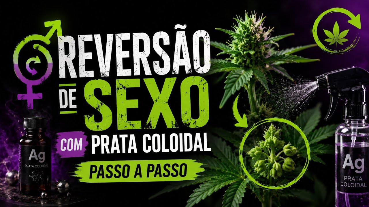 REVERS&Atilde;O COM PRATA COLOIDAL: Como Produzir Sementes Feminizadas (Parte 1)
