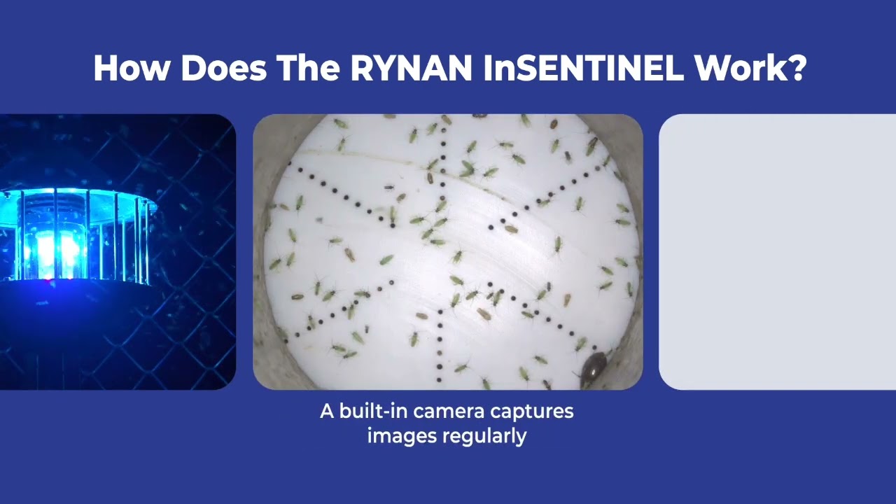 AI Pest Monitoring with RYNAN InSENTINEL (Insect Monitoring System)