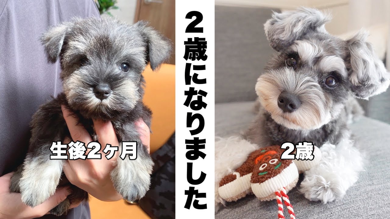 【ご報告】ティノがお姉ちゃんになります！とパピーからの成長記録【シュナウザー】