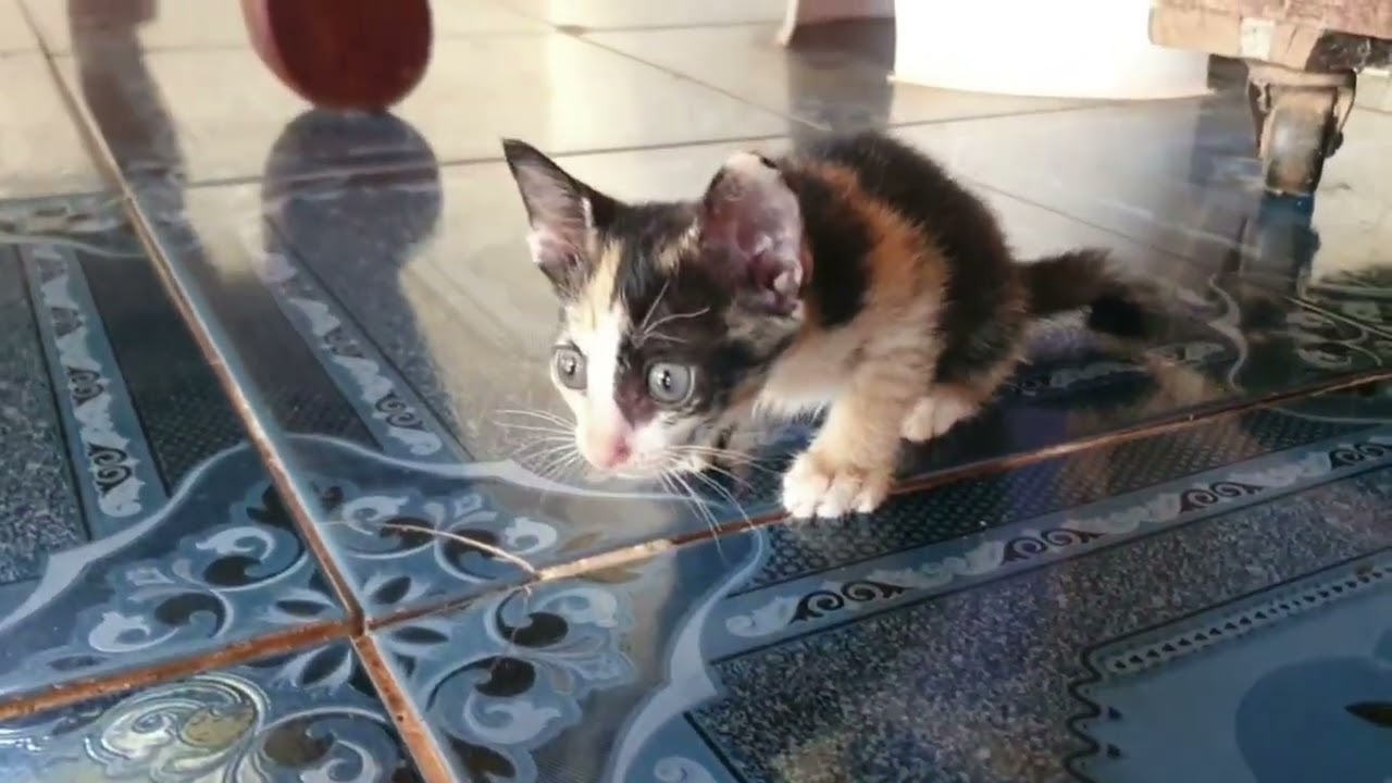 adorable smart kitten what doing here | LuLu Kittens