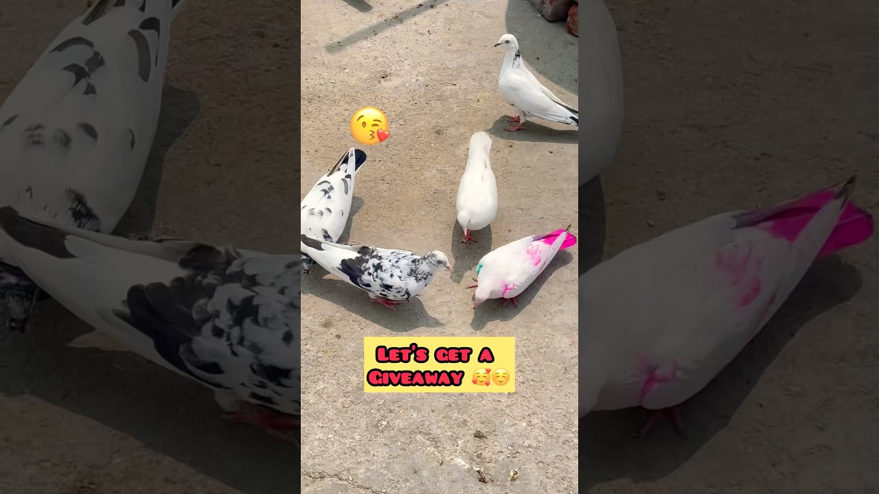 Aaj to fancy kabutar 🕊️ pakda 😍😘#kabirvlogs #vlogs #minivlog #pigeonvlog #petvlog #kabutar
