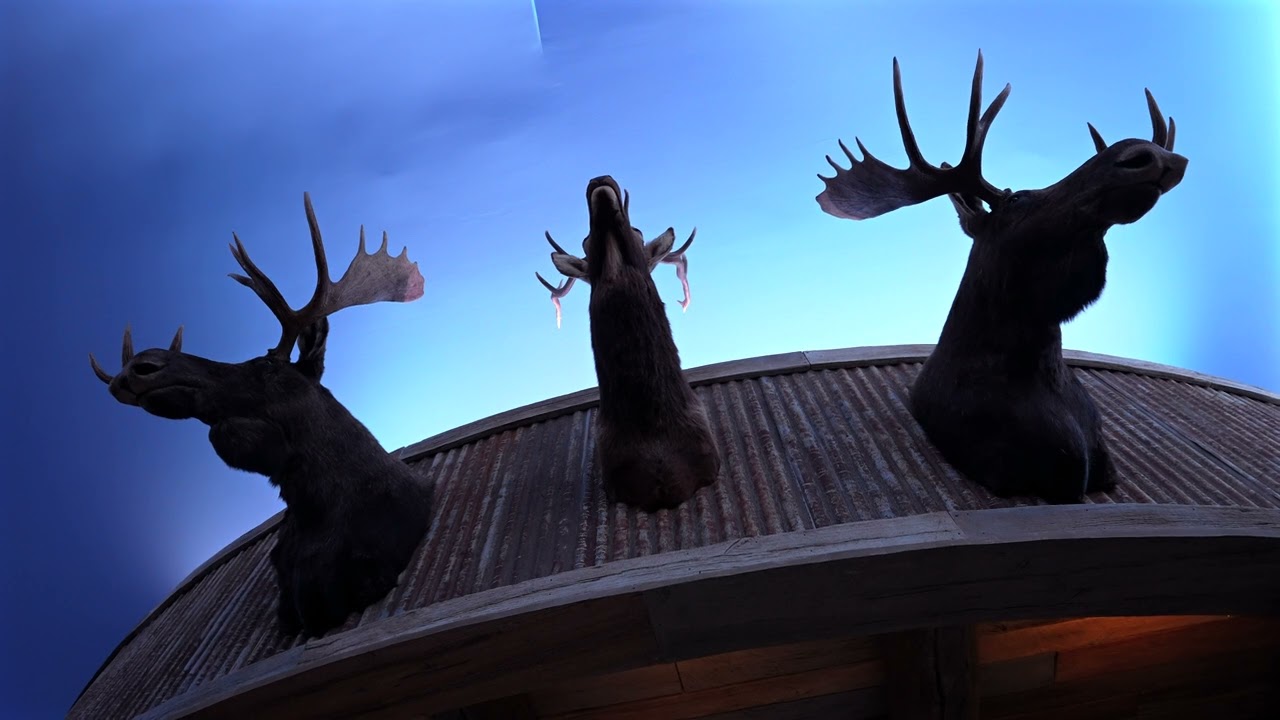 British Columbia Wildlife Displays | Chilliwack Custom Trophy Room | Wilderness by Klaus
