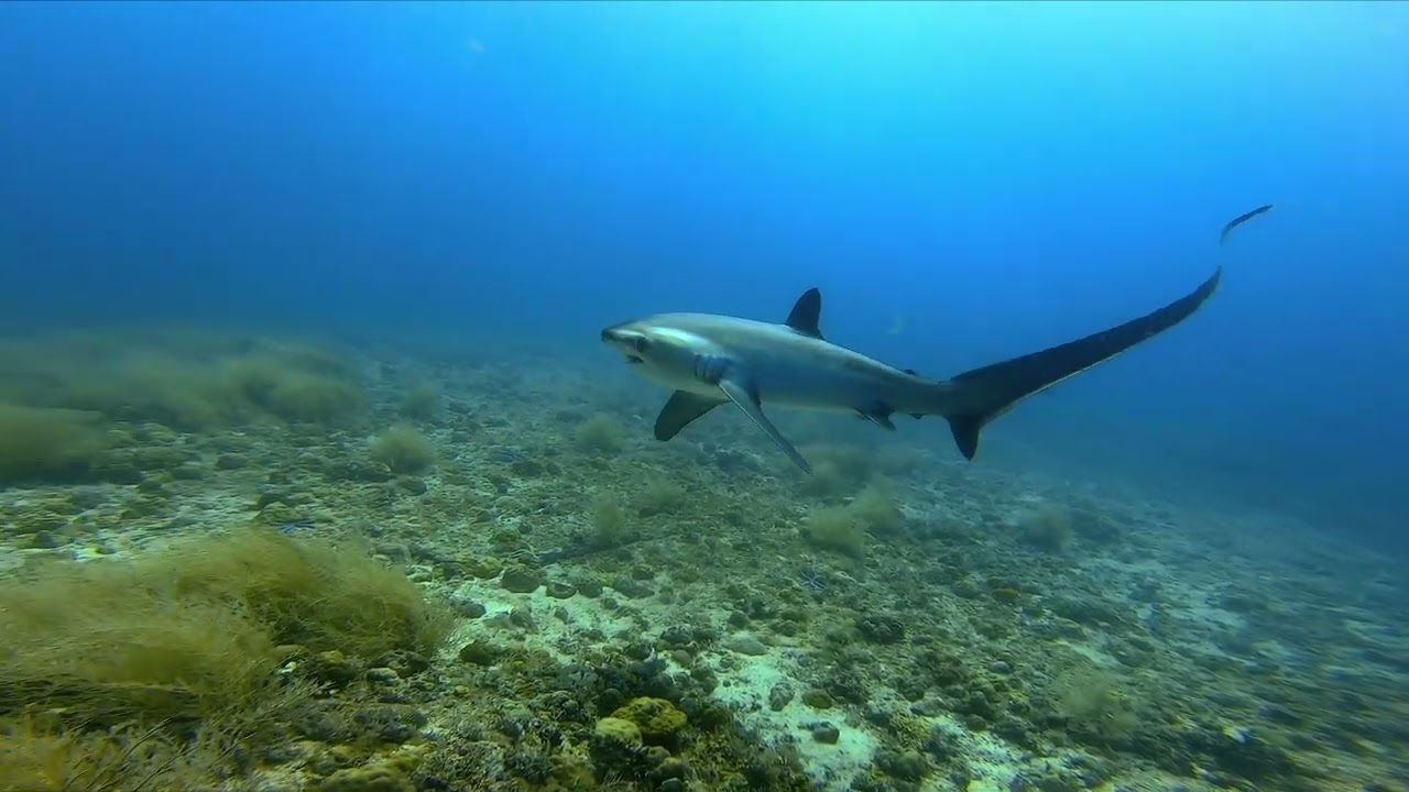 thresher and white tip sharks malapascua Philipines (kosogon )