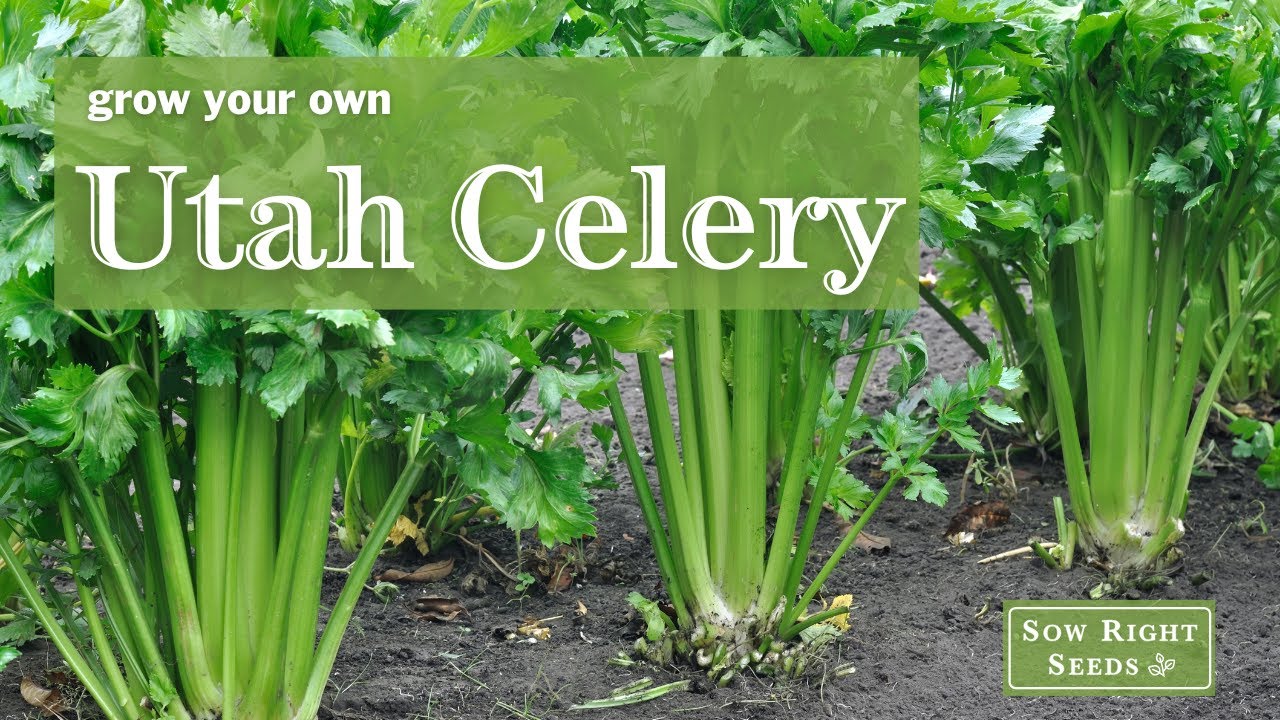 Sow Right Seeds | Utah Celery