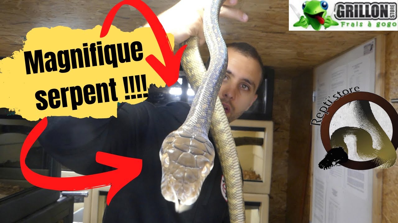 Mes LOCALIT&Eacute; de SIMALIA AMETHISTINA !!!!! - REPTI'STORE