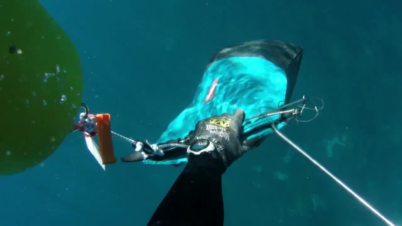 Western rock lobster around Perth - freediving