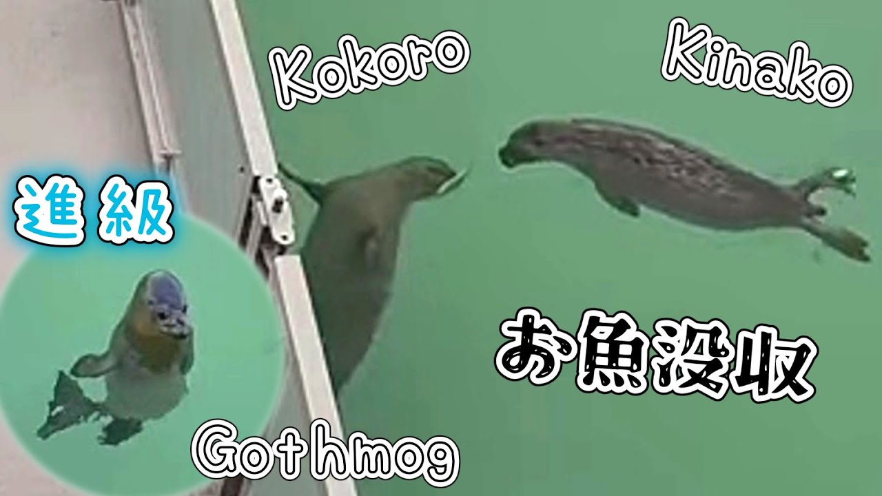 ココロのお魚を没収しちゃうきなこ ゴスモグ進級でやってきました【アザラシ幼稚園】