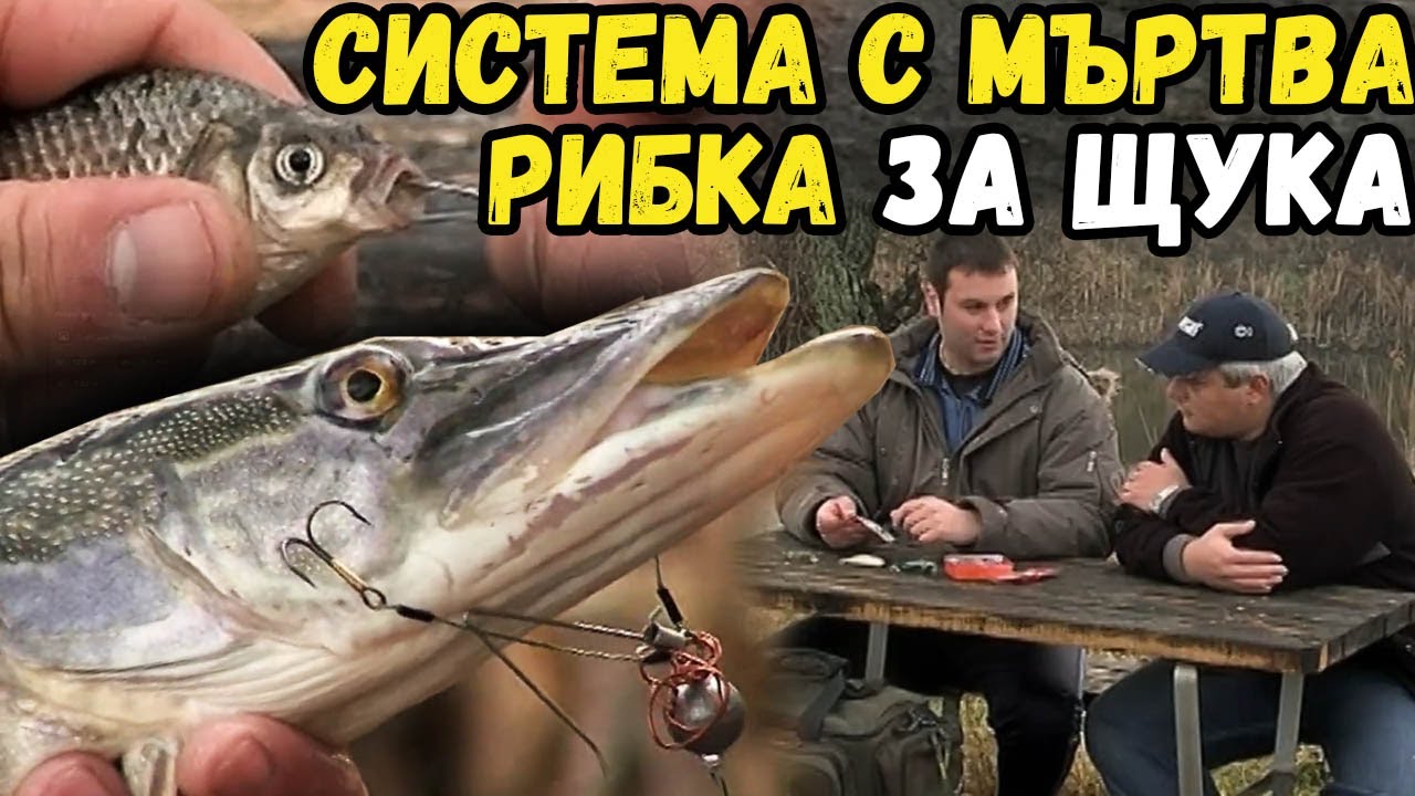 Система  с МЪРТВА РИБКА за ЩУКА / Системата 