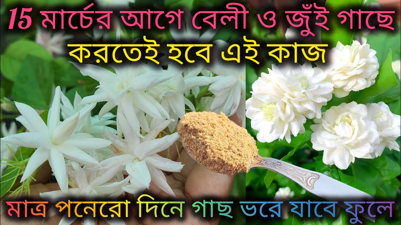 বেলী ও জুঁই গাছের ফেব্রুয়ারি মাসের গুরুত্বপূর্ণ পরিচর্যা/Mogra flower plant care in February month.