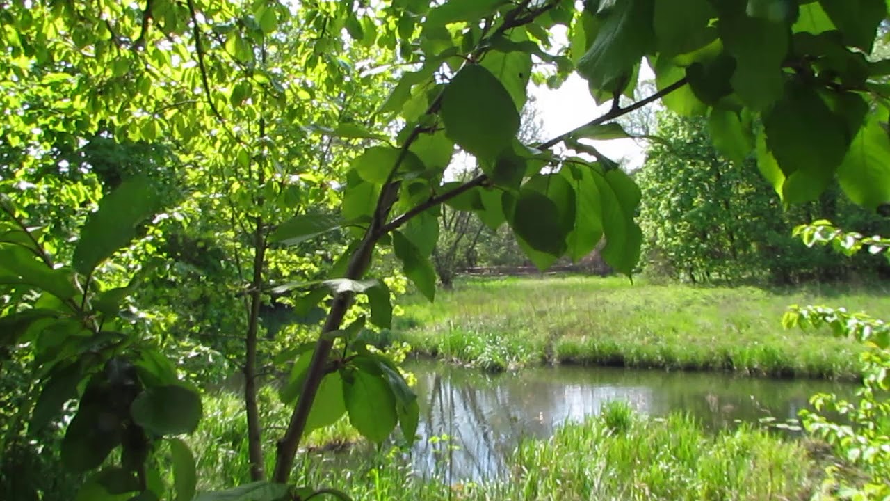 Słowik Rdzawy śpiewa koło kanału Sobieskiego.6. 05. 2020 rok