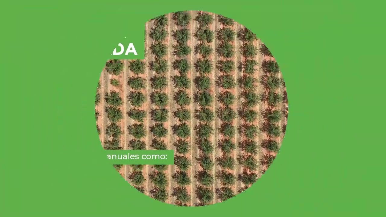 ¿Qué es una cubierta vegetal?