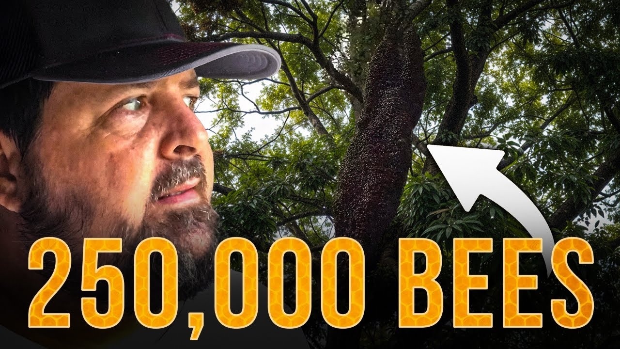 Can We Break A World Record? - Eighty Pounds Of Bees