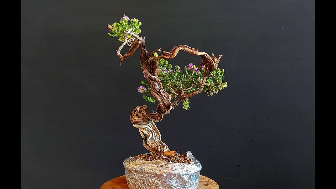 Bonsai Tree Thyme 4 Step 1