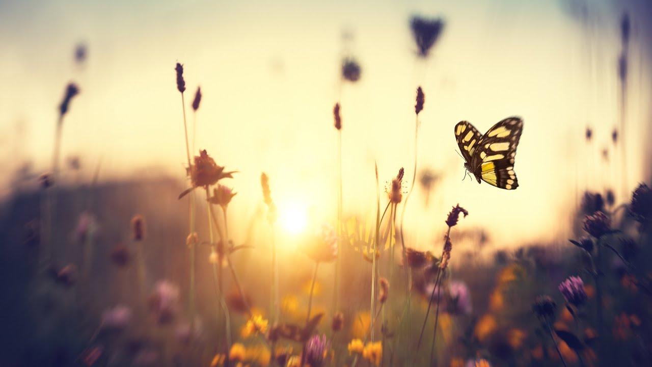 MARIPOSAS. Hijas del sol | DOCUMENTAL de ANIMALES