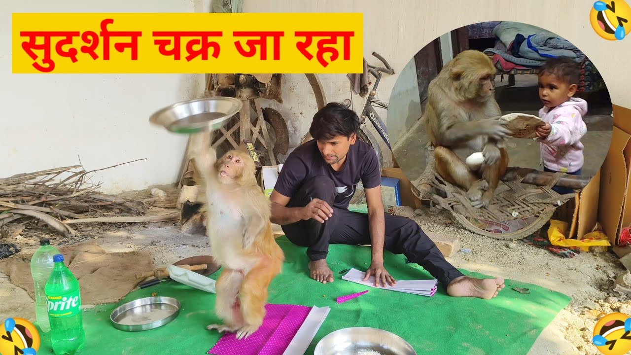 आकाश गोल्डन कॉइन जबरदस्त फनी वीडियो 🤣।। मंकी रानी की जबरदस्त फनी एक्टिविटीज @AkashRBL783 