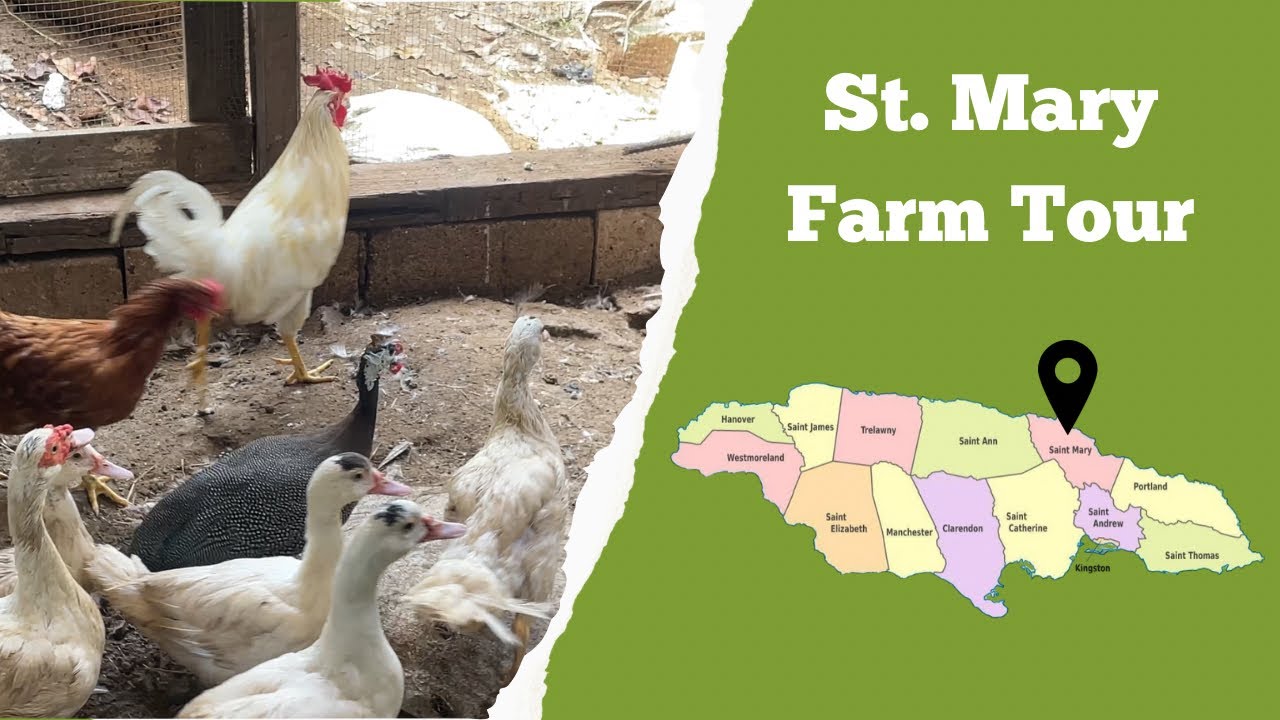 🌾 Farming Tour in St. Mary Jamaica | Yaad Gardeners Ep. 15