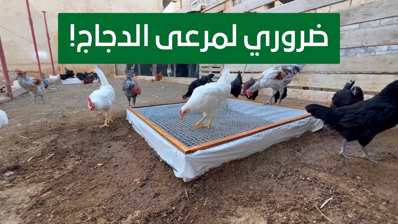 وفر زرع أخضر دائم في مرعى الدجاج 🐔🌱 | بناء حوض لحماية الزرع من الدجاج خطوة بخطوة!
