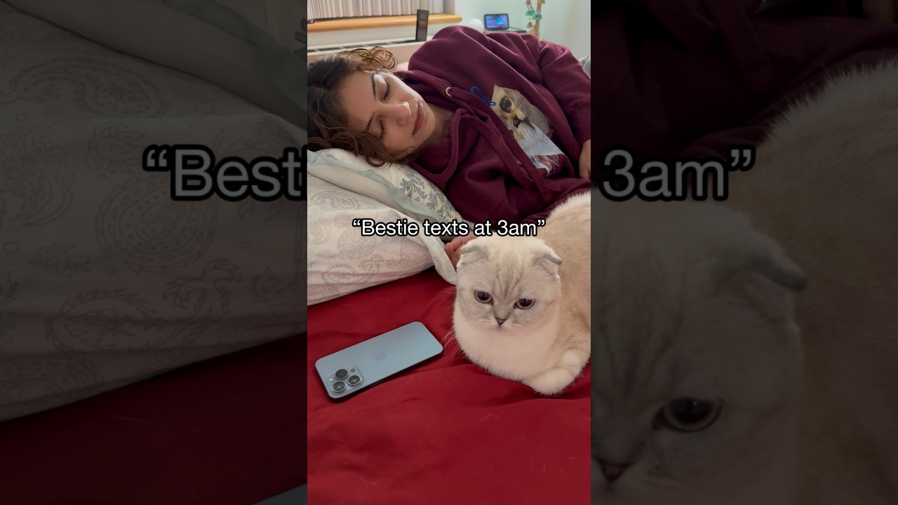 Подождите 🙈😆 @SofiManassyan #kikicutekitty #shorts #bestie #annoying #relatable #scottishfold