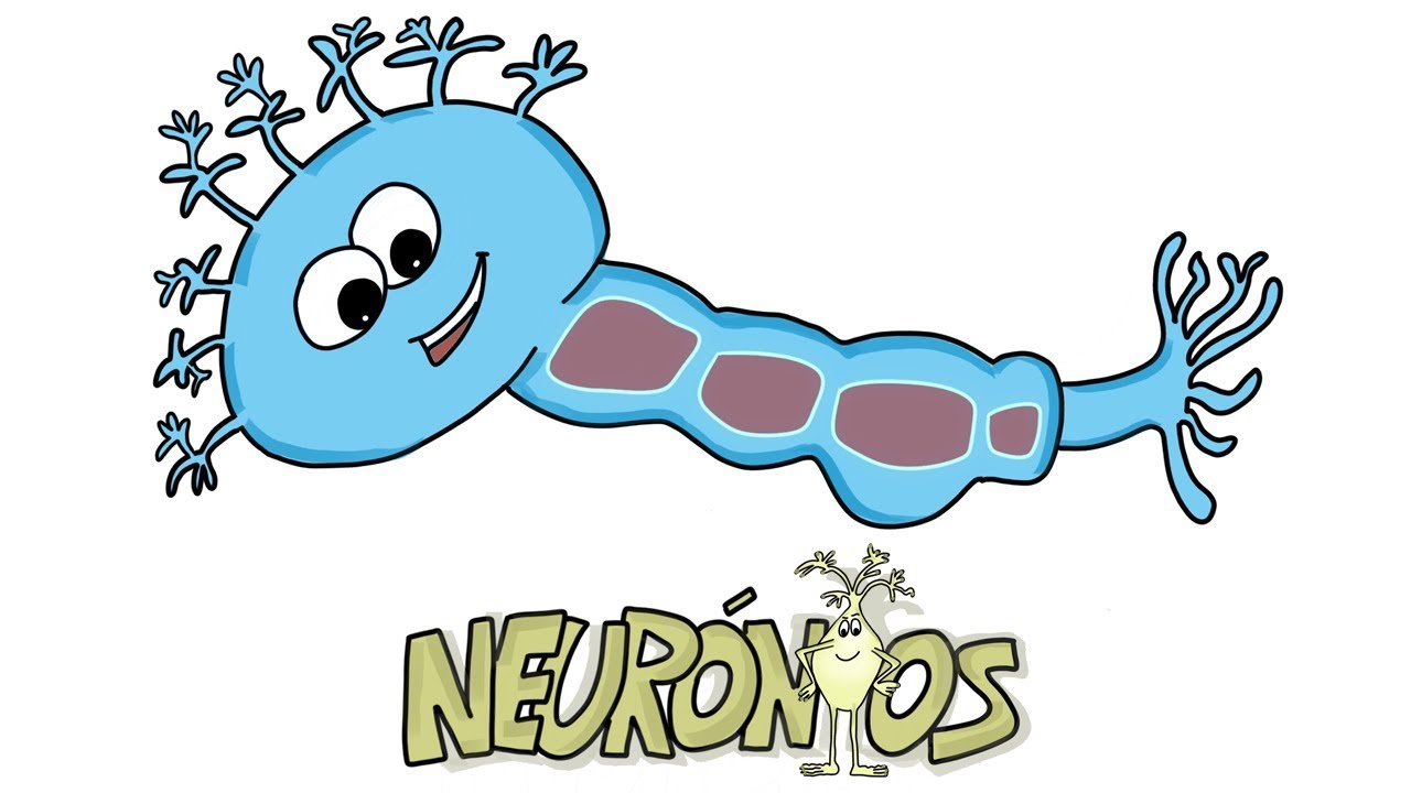 Vamos entender os neur&oacute;nios?