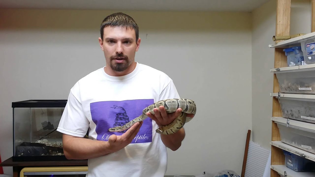 Olympus reptiles ball python morphs episode #5.  I ain't afraid of no ghost!