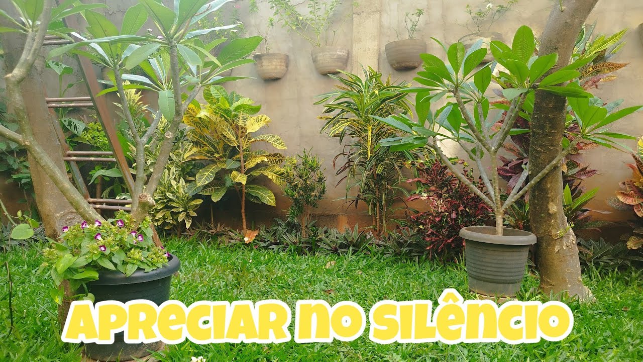 Silêncio no Jardim 🌿🍃 | Um Momento Para Apreciar e Relaxar/ Ariela Maia 